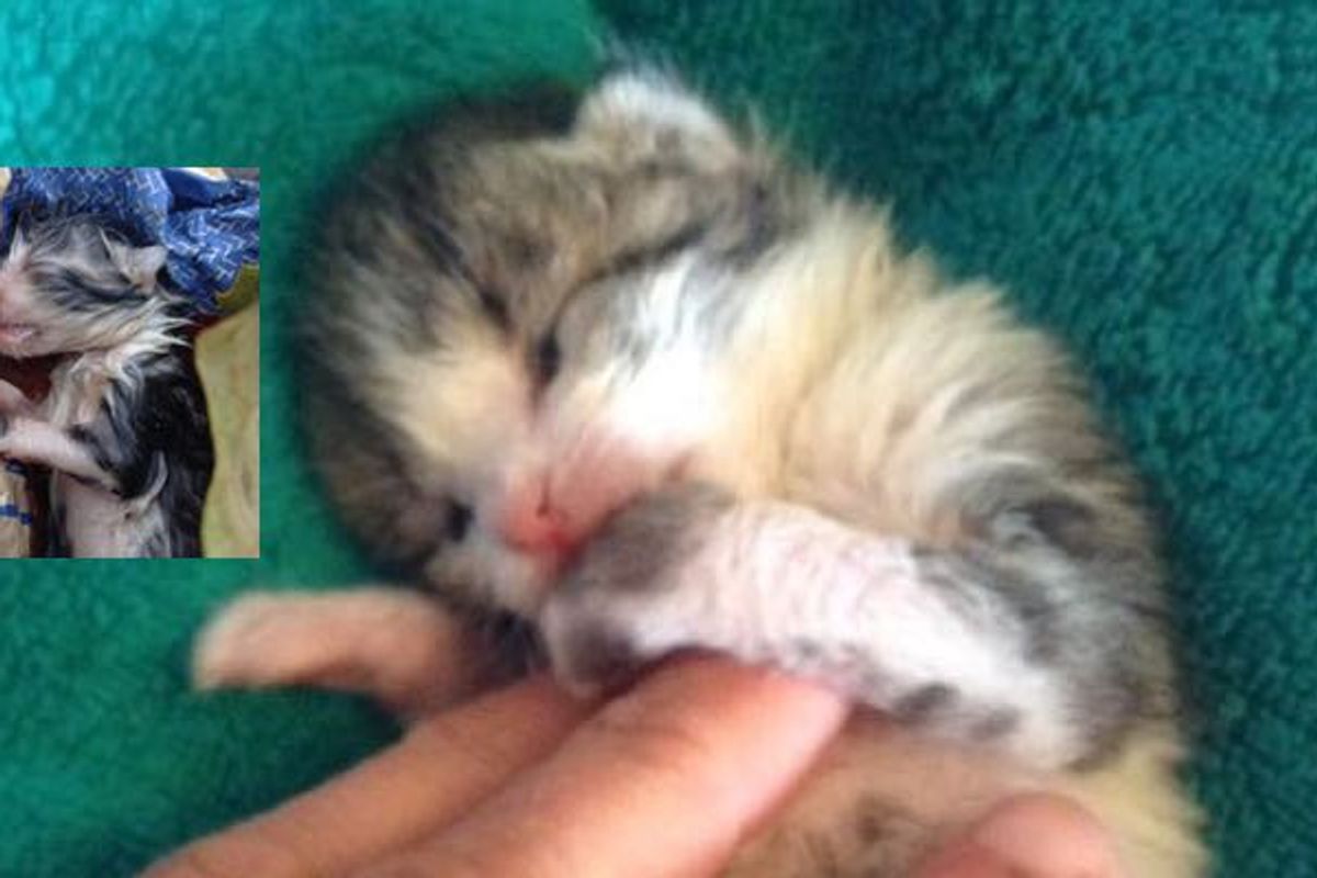 Newborn Kitten Found in the Cold and Rain Turned Around by Love