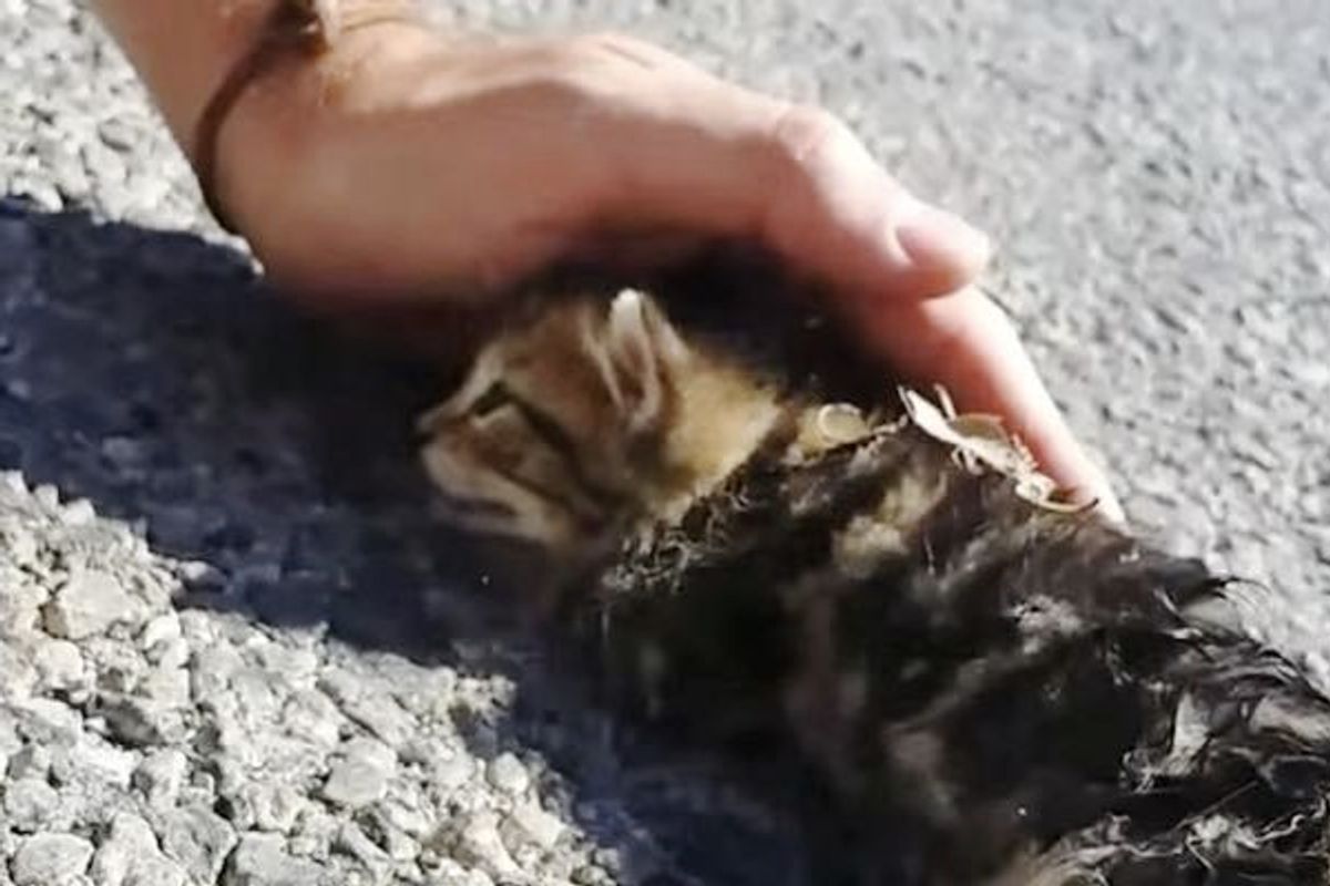A Bit of Love and Petting Brought this Street Kitten Back to Life