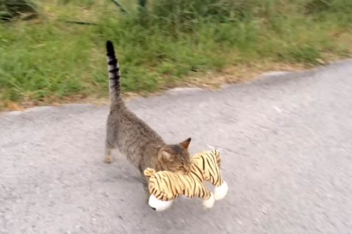 Tabby Cat 'Borrows' Next Door Neighbor's Tiger Toy