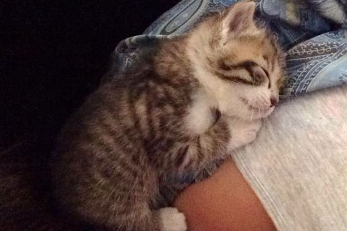 Junk Yard Kitten Experienced His First Hug, Couldn't Stop Cuddling His Rescuer Since