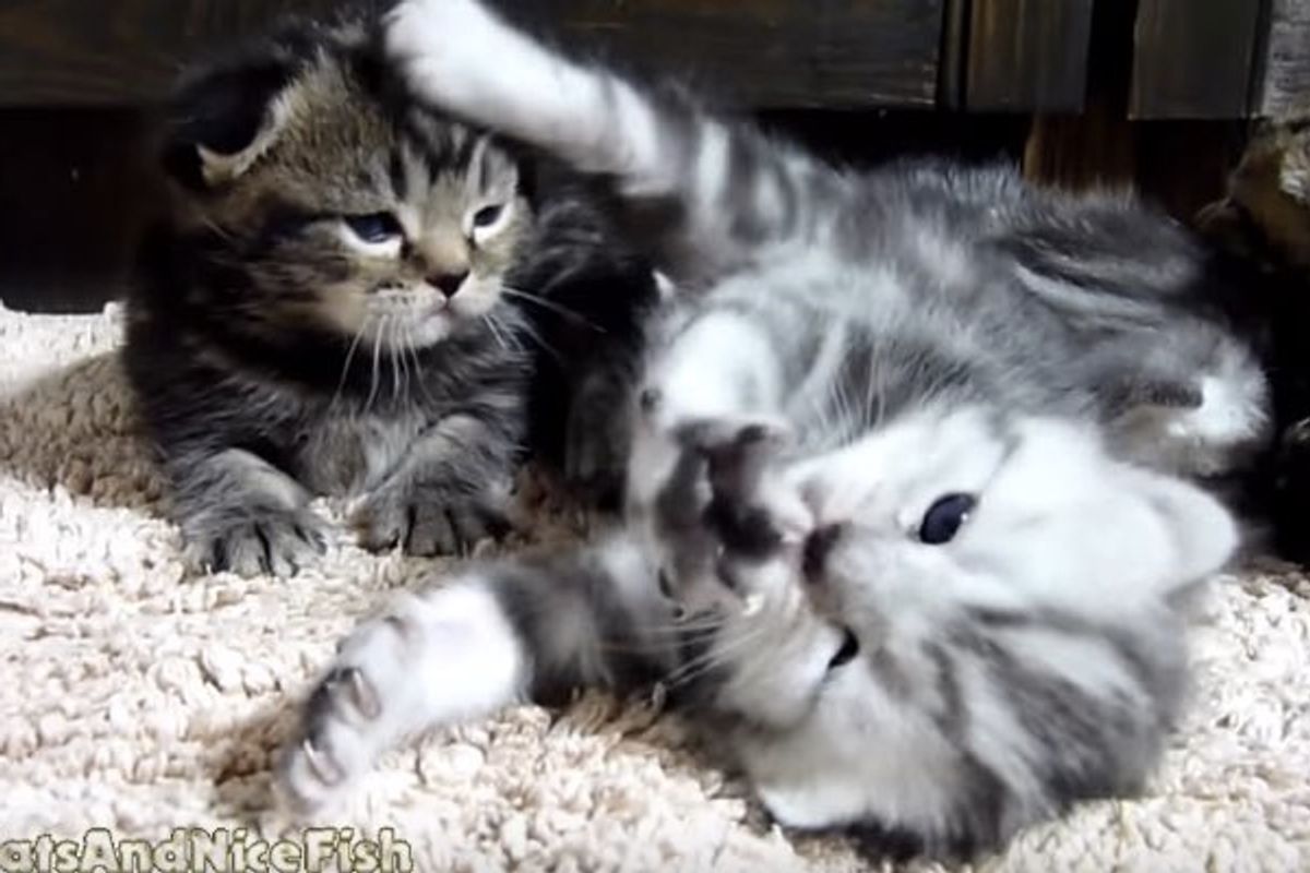 Kitten Reaching for Stars with Whappy Paws