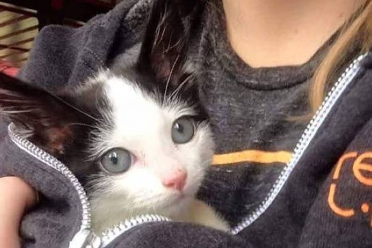 She Had Less than 10% Chance to Survive. This Orphan Kitten Surprises Everyone!