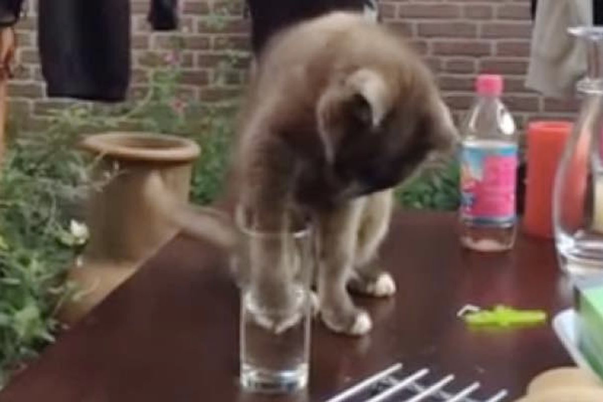 Kitty is Perplexed When Water Suddenly Disappears!