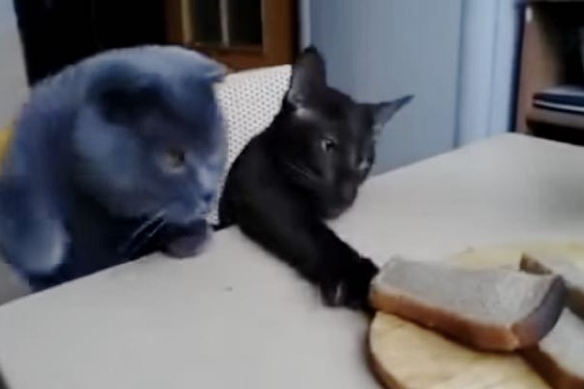 Two Cats Conspiring a Plot to Steal Their Human's Bread