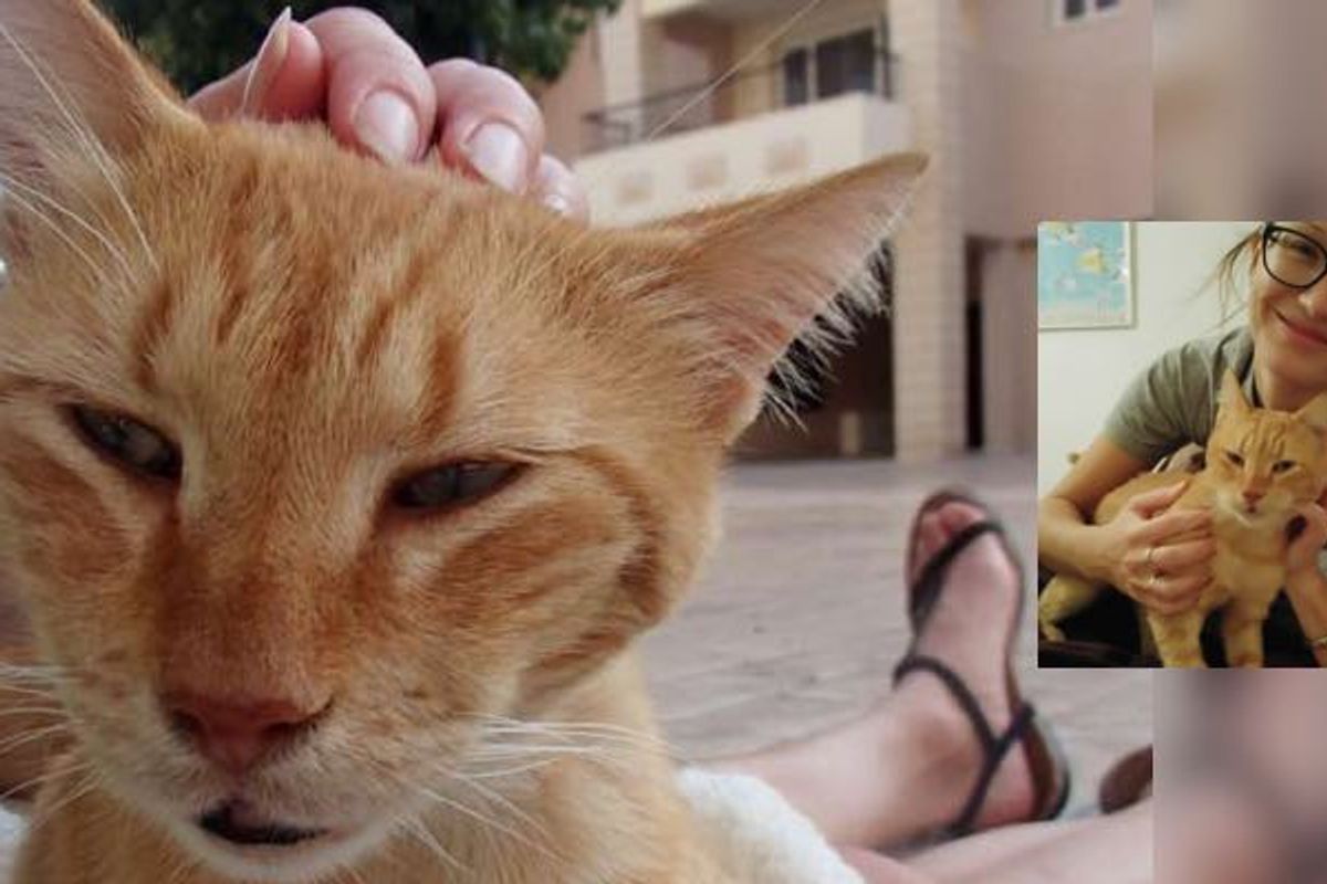 Island Cat Bonded with Kind Woman Who is Determined to Save Him