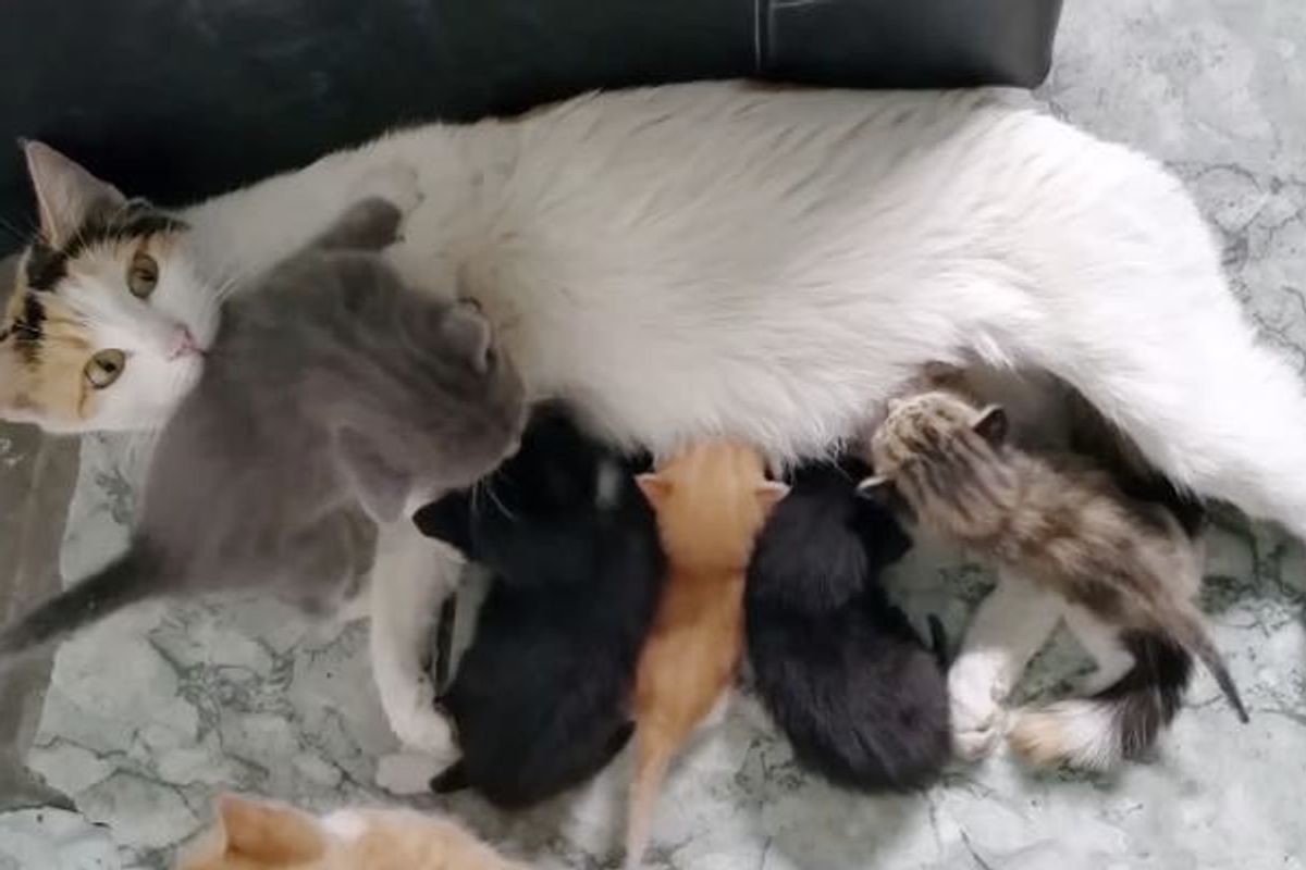 Stray Cat Surprises Shop Owner with Her 7 Babies. 3 of Them are MUCH Smaller