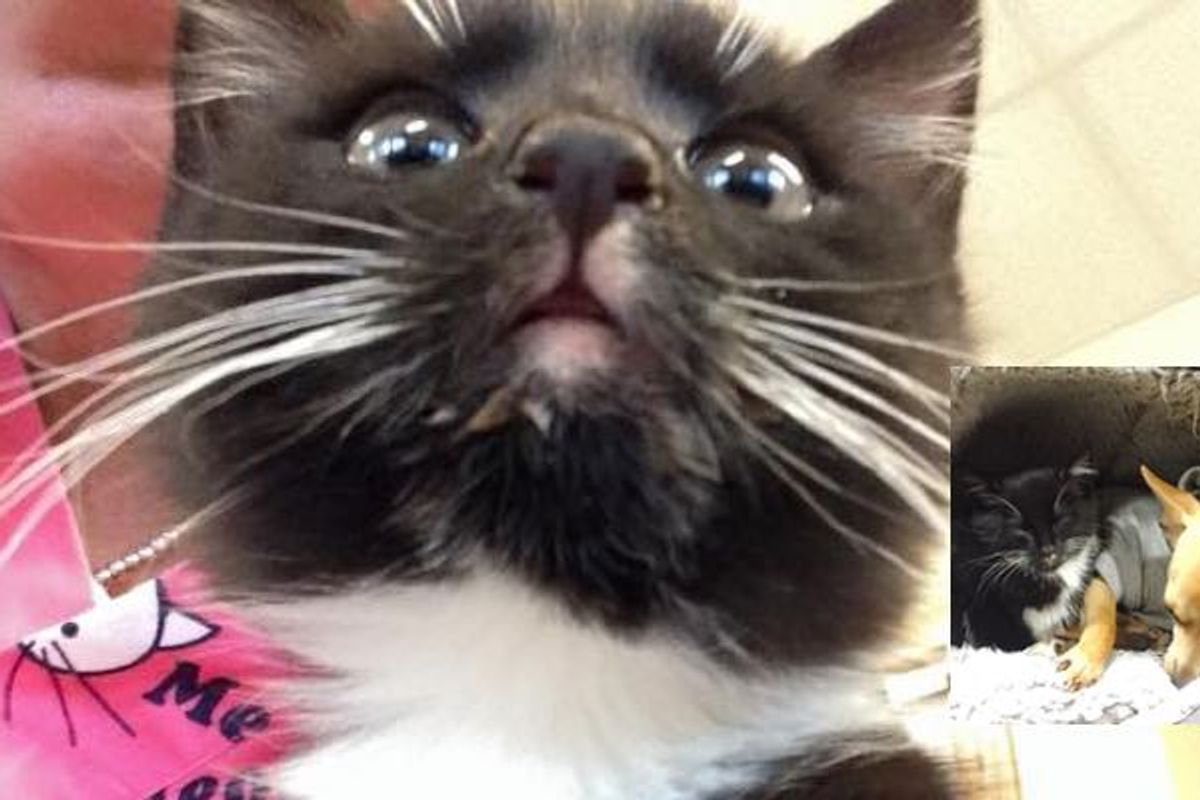 Feral Kitten with Uncertain Future, Now Cuddling with a Friend He Never Expected