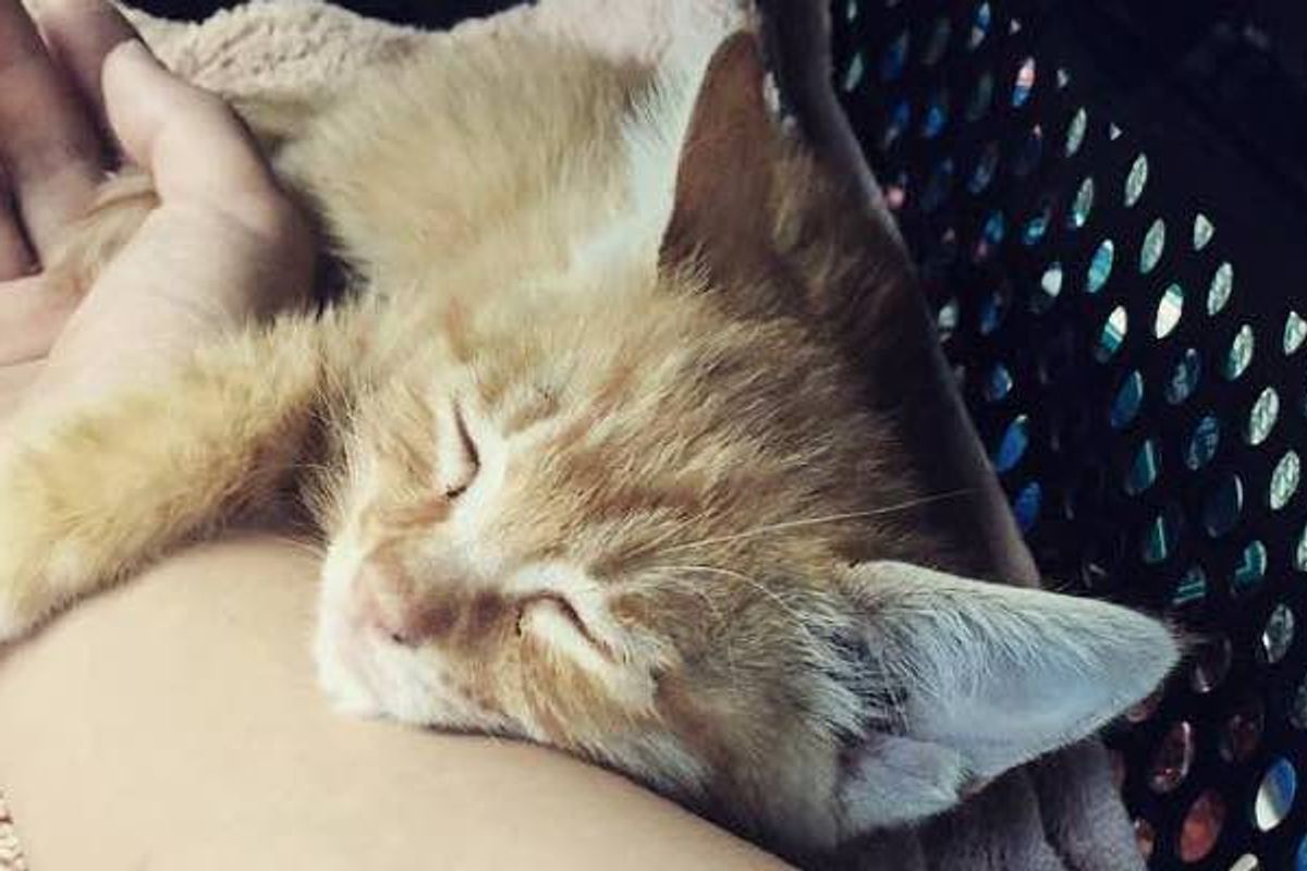 They Spent All Night and Morning Saving a Kitten. Now He Can't Stop Cuddling His Rescuer