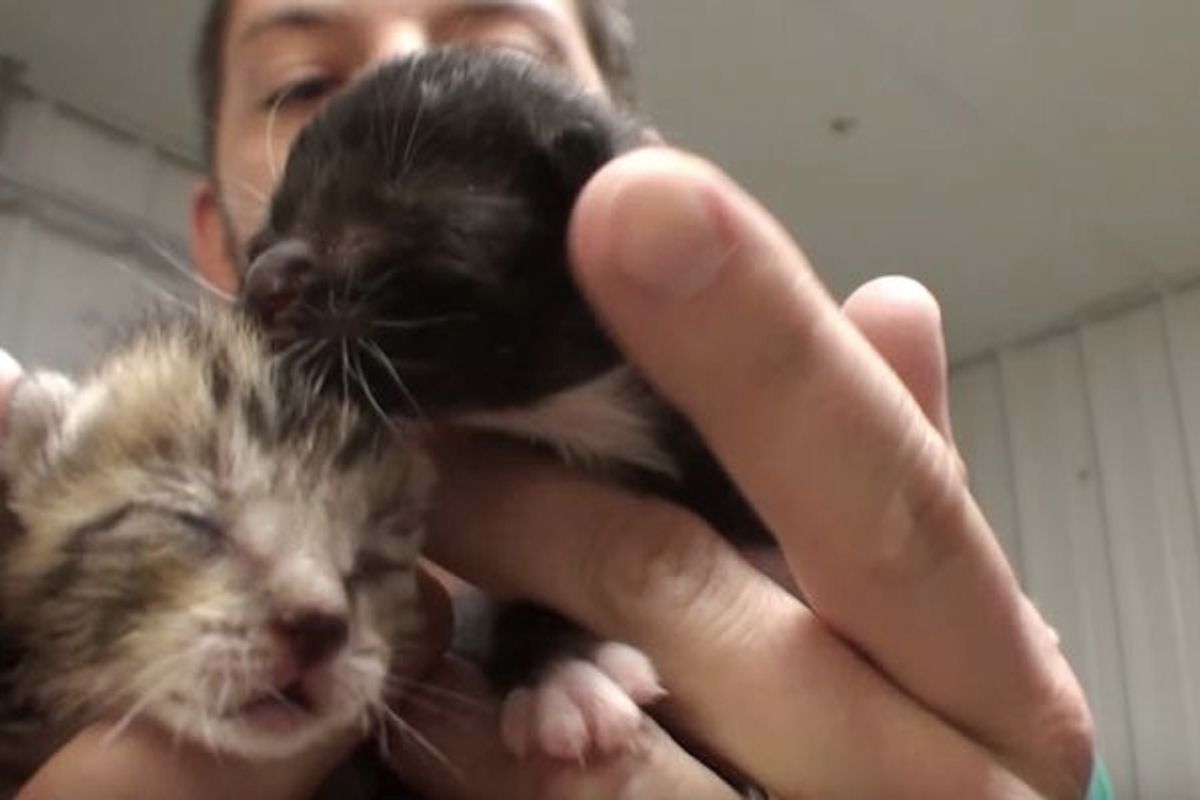 Vet Saves Two Orphaned Kittens and Becomes Their New 'Mom'