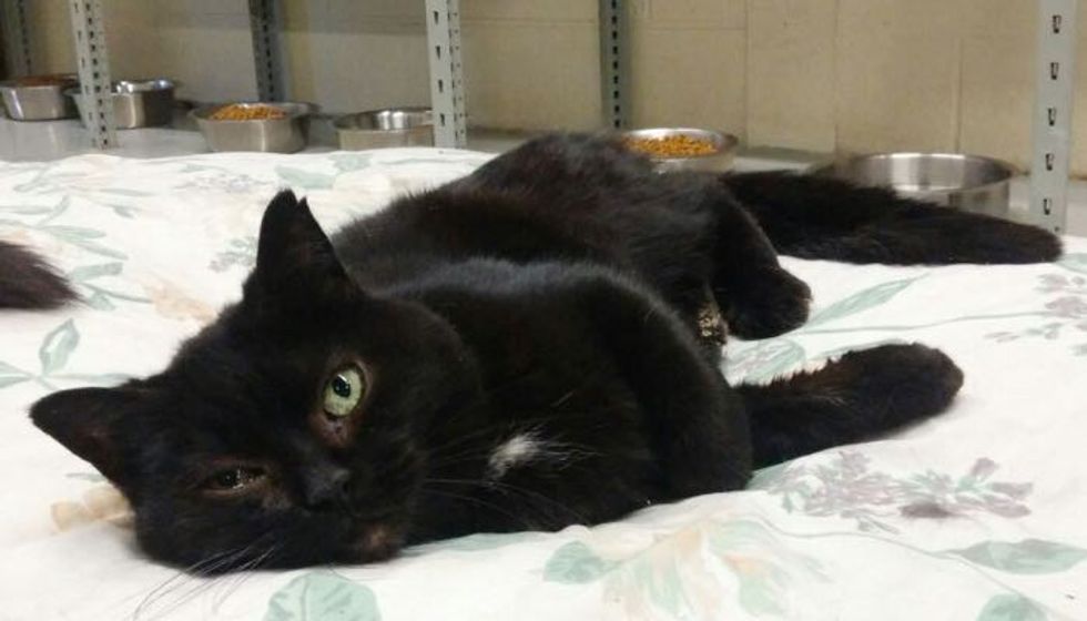 Luna Has Been at Shelter for 11 Years. She's Become Big Sister to Other Rescue Cats