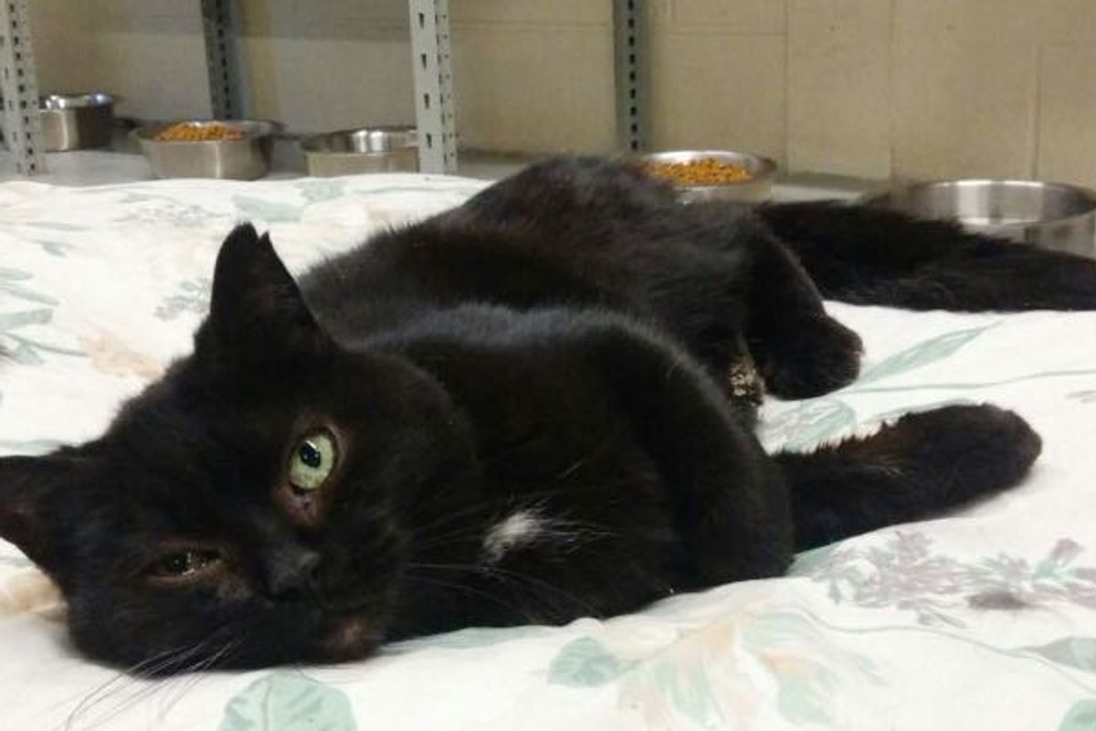 Luna Has Been at Shelter for 11 Years. She's Become Big Sister to Other Rescue Cats