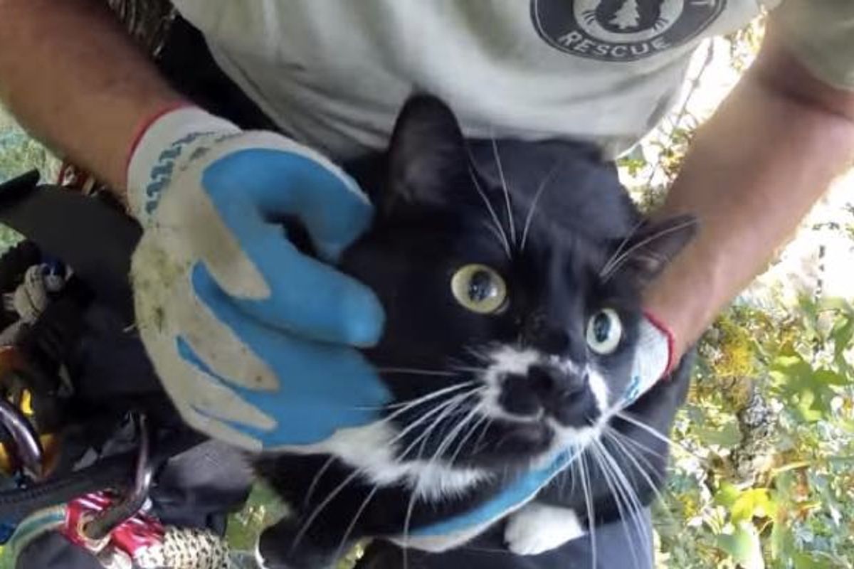 Man Climbs to Rescue Cat Stuck in Maple Tree for Days