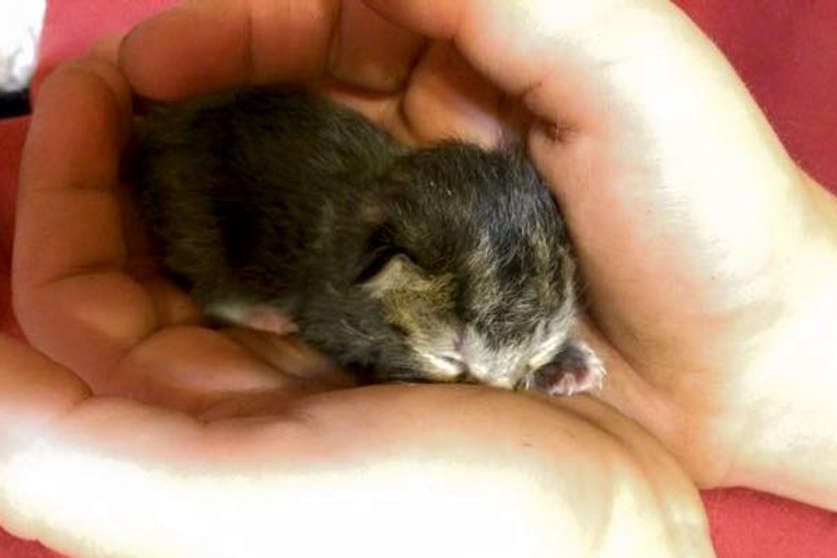 Newborn Kitten Surprised Family When They Found Her on Porch