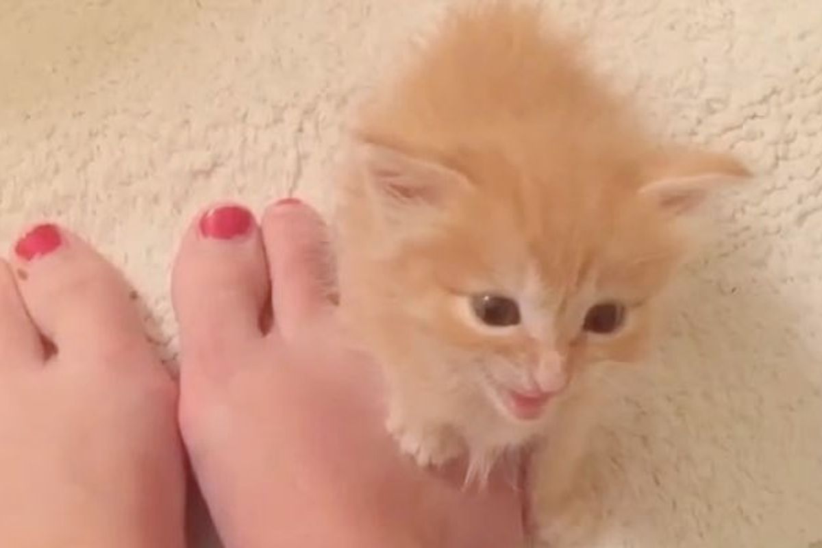 Tiny Foster Kitten Orders a Meal! Right Meow!