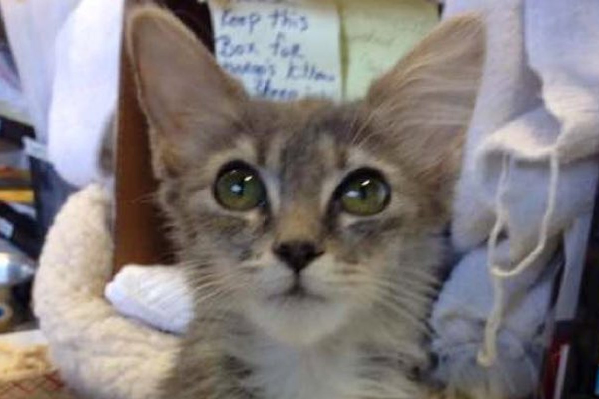 Tiny Kitten Wasn't Growing Until She Found This One Large Family