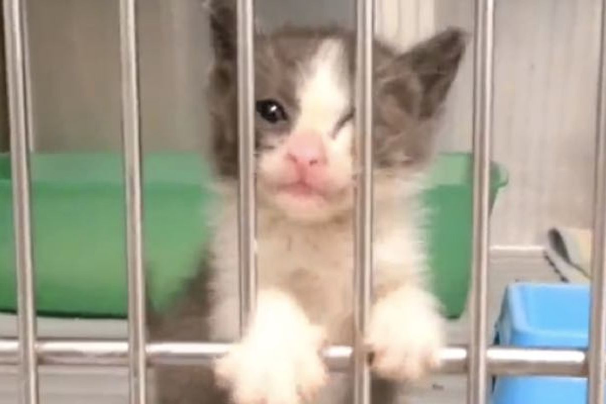 Kitten Telling Vet She's Ready for Loving Home!