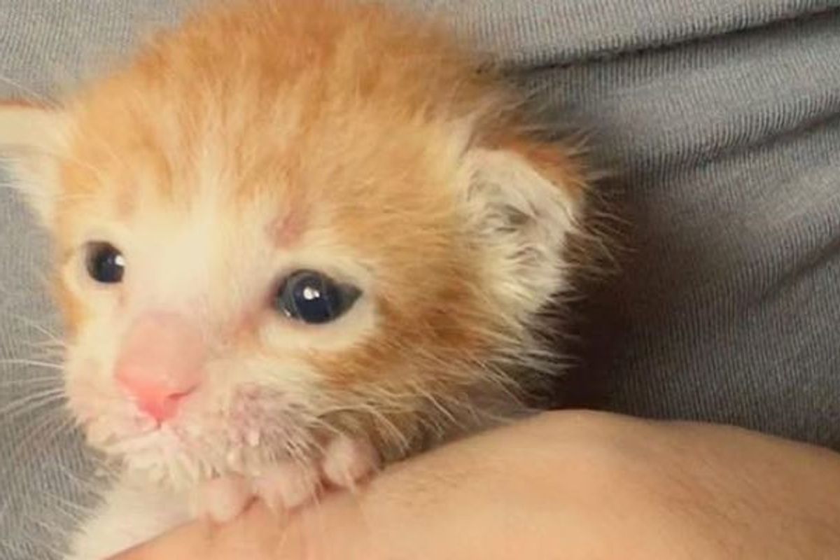 Kitten Found on Roadside Makes Incredible Transformation!