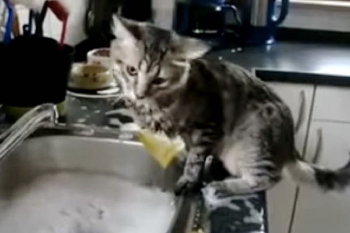 Cat Tries to 'Help' His Human Clean Their Dishes