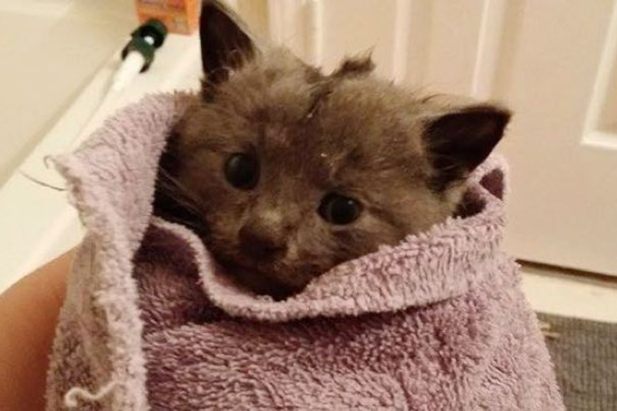 Woman Keeps Trying Until Tiny Kitten Saved from Deep Storm Drain