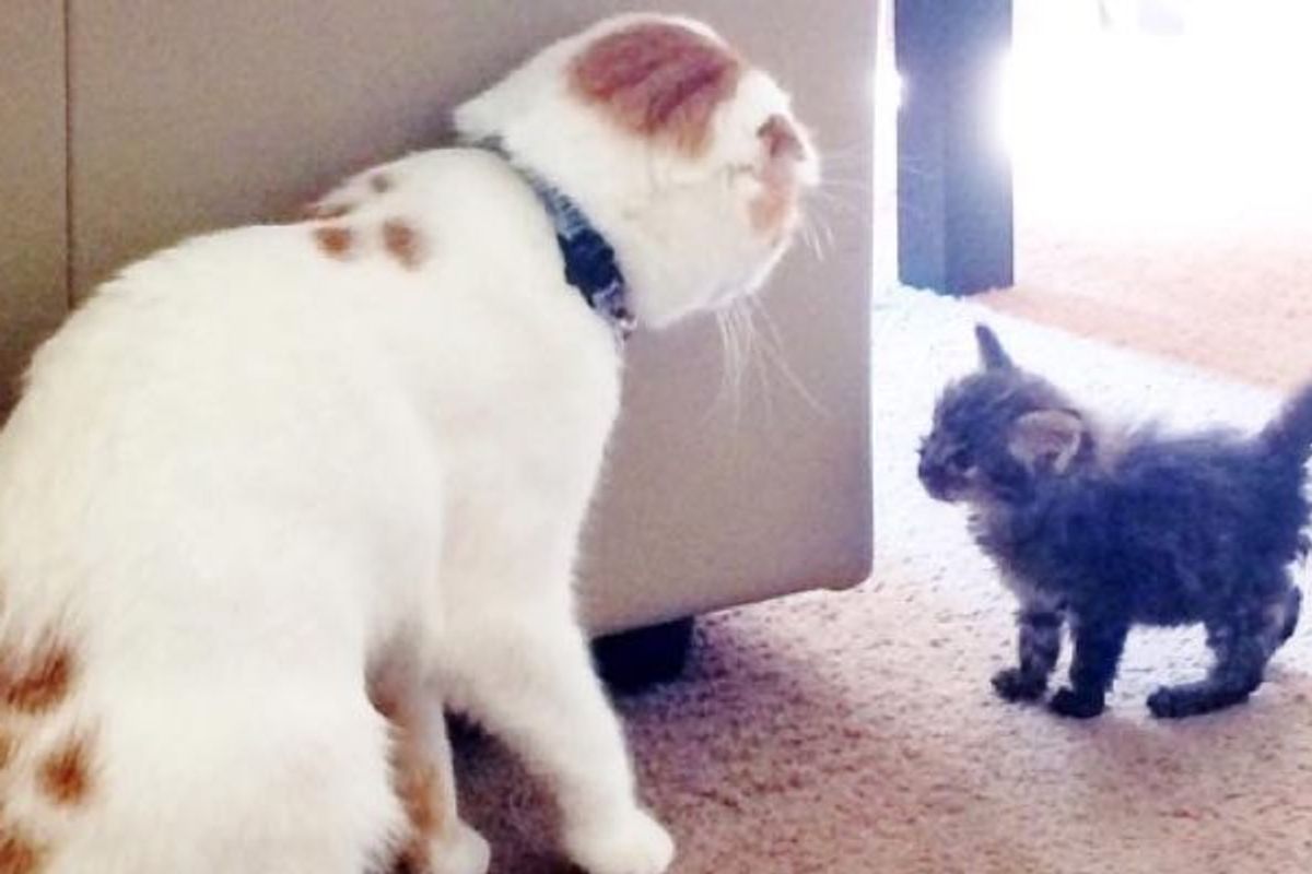 Scottish Fold Cat Takes in Scrappy Rescue Kitten and Becomes Her Foster Dad