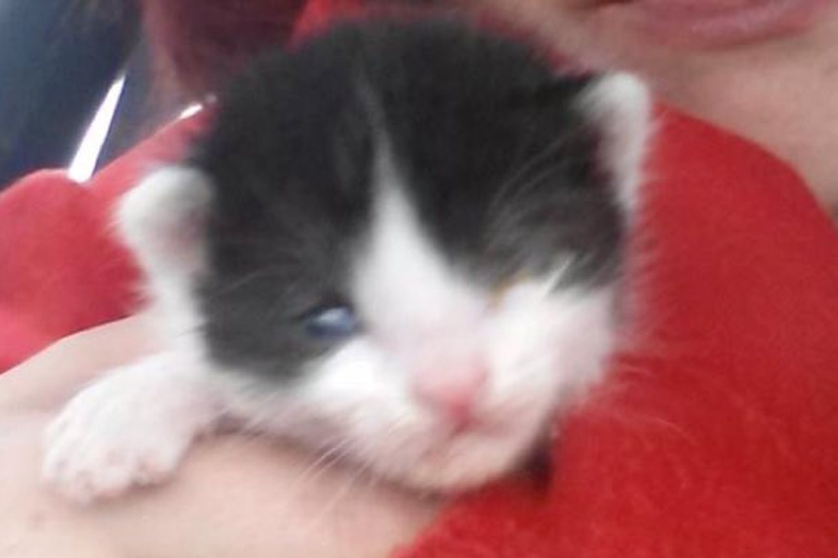 Woman who Can't Have Children Finds Kitten who Needs a Mom