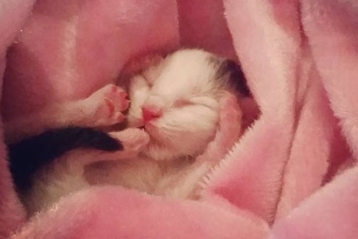 Groomer was Given a 2-day-old Kitten. She Raised Him Like Her Own