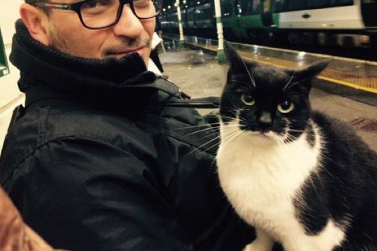 Cat Comes to Rail Station to Give Passengers Cuddles Every day