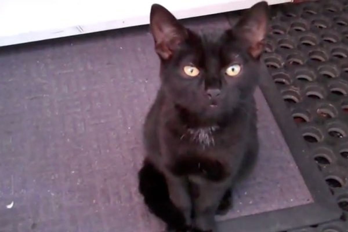 Kitten Shows up on Doorstep Demanding to be Adopted!