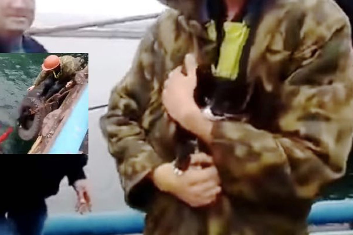 Heroic Man Jumps in Icy Water to Rescue Kitten Stuck in Cargo Boat