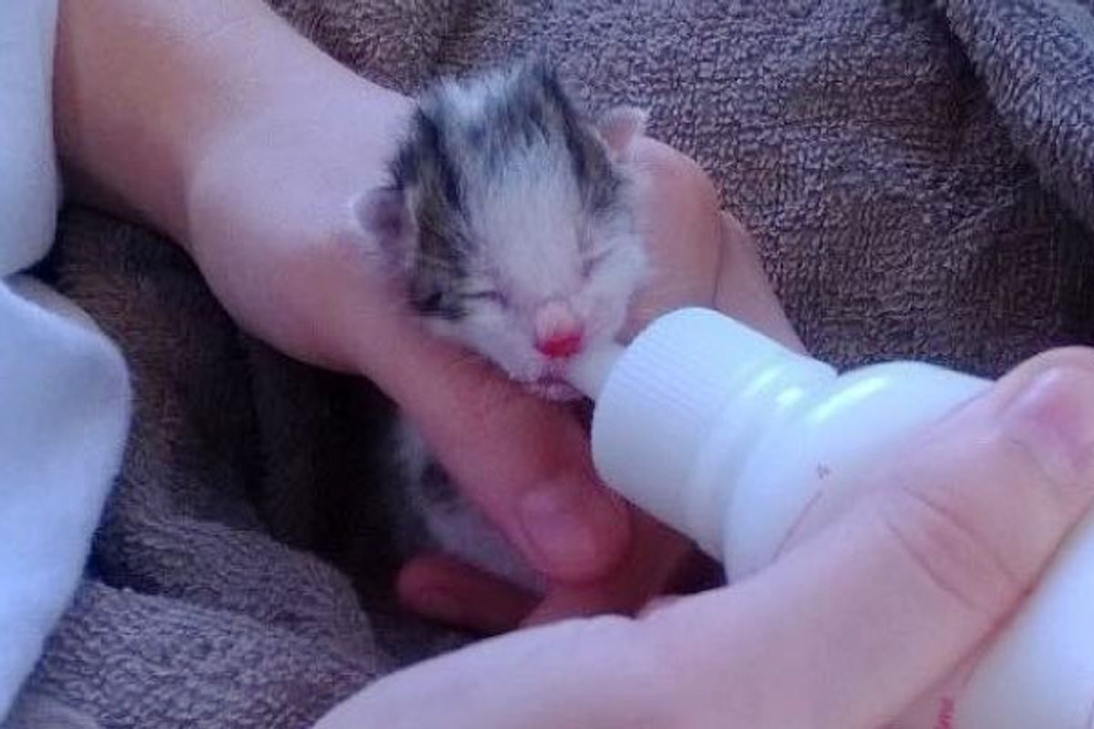 Rescue Kitten Found Just Hours Old Turned Around by Love