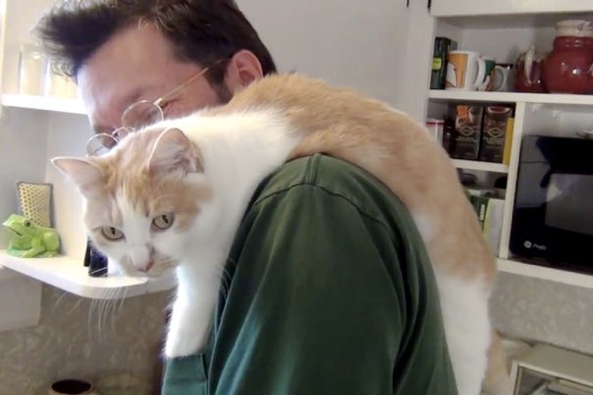 Cat Supervises Her Human Across Shoulder While He Does Chores