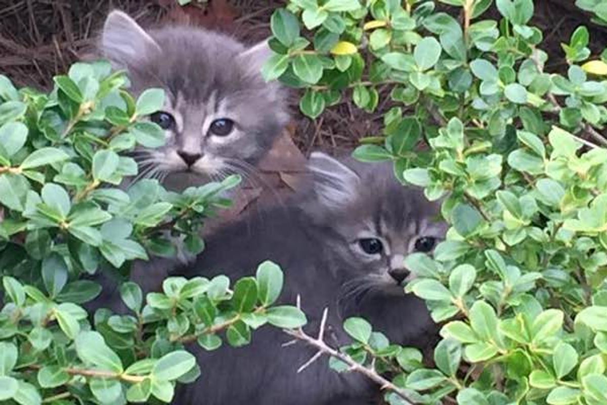 They Spent Hours Upon Hours to Save Kittens in Bushes