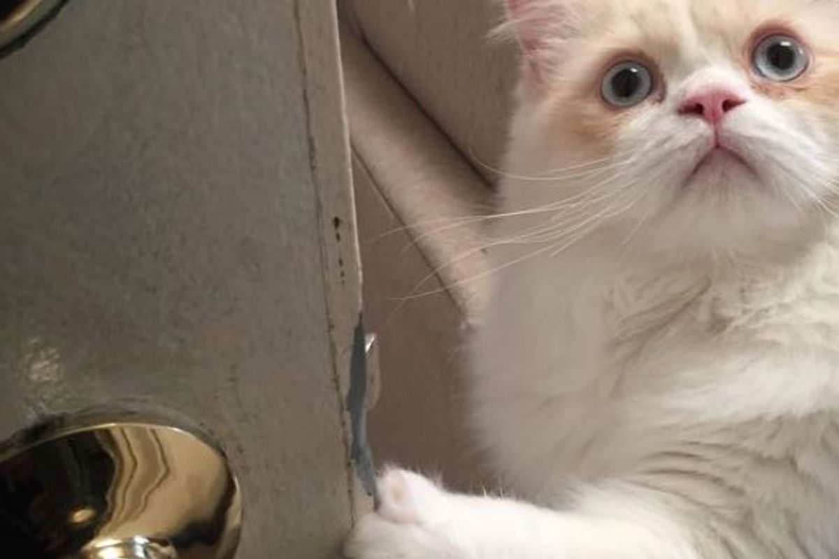 It Gets Harder Every Time His Human Tries to Leave Apartment
