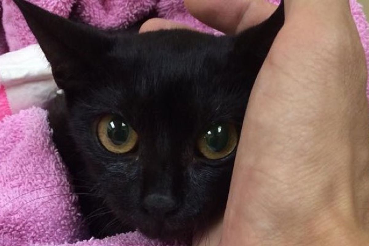 No One Expected this Rescue Stray Would Survive the Night, but Love Brought Her Back to Life