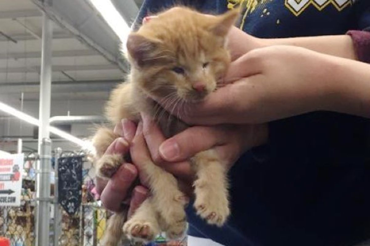 Kitten Born with No Eyes Found in Backyard, Now Gets a New Life