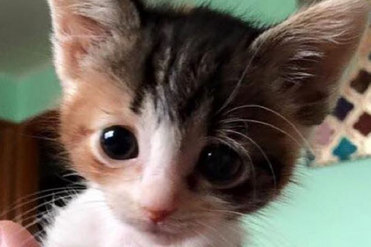 Calico Kitten with Feline Leukemia Proves that Love Gives Her Strength to Live on