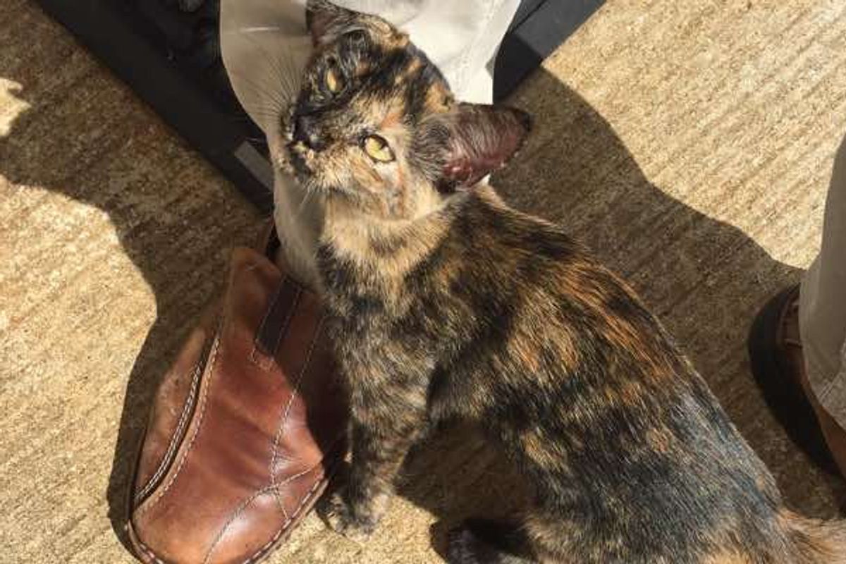 Stray Kitten Wandered Up to Factory Door and Stole Man's Heart
