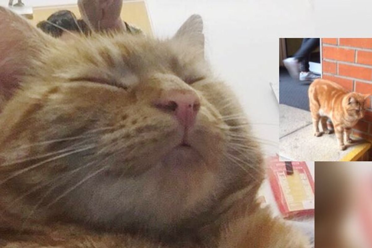 Mysterious Ginger Cat Moves into Student Halls and Makes It His New Home
