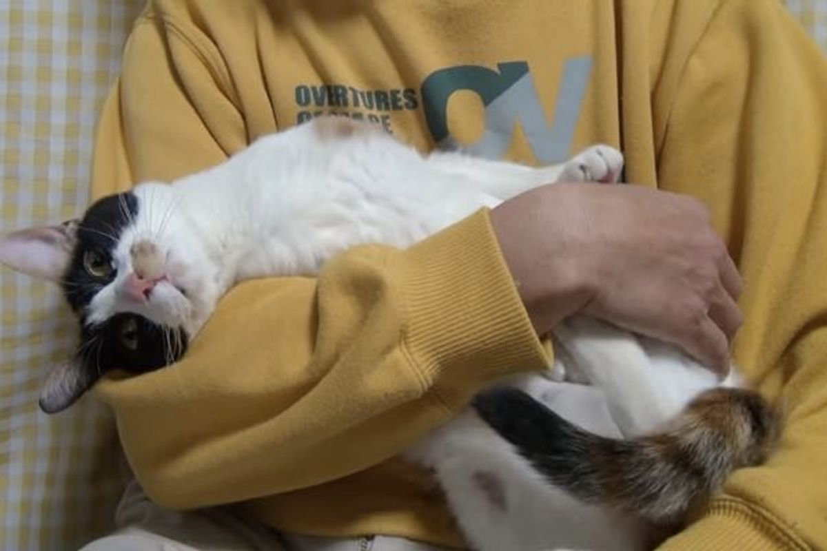 Calico Cat Demands Love Like a Baby