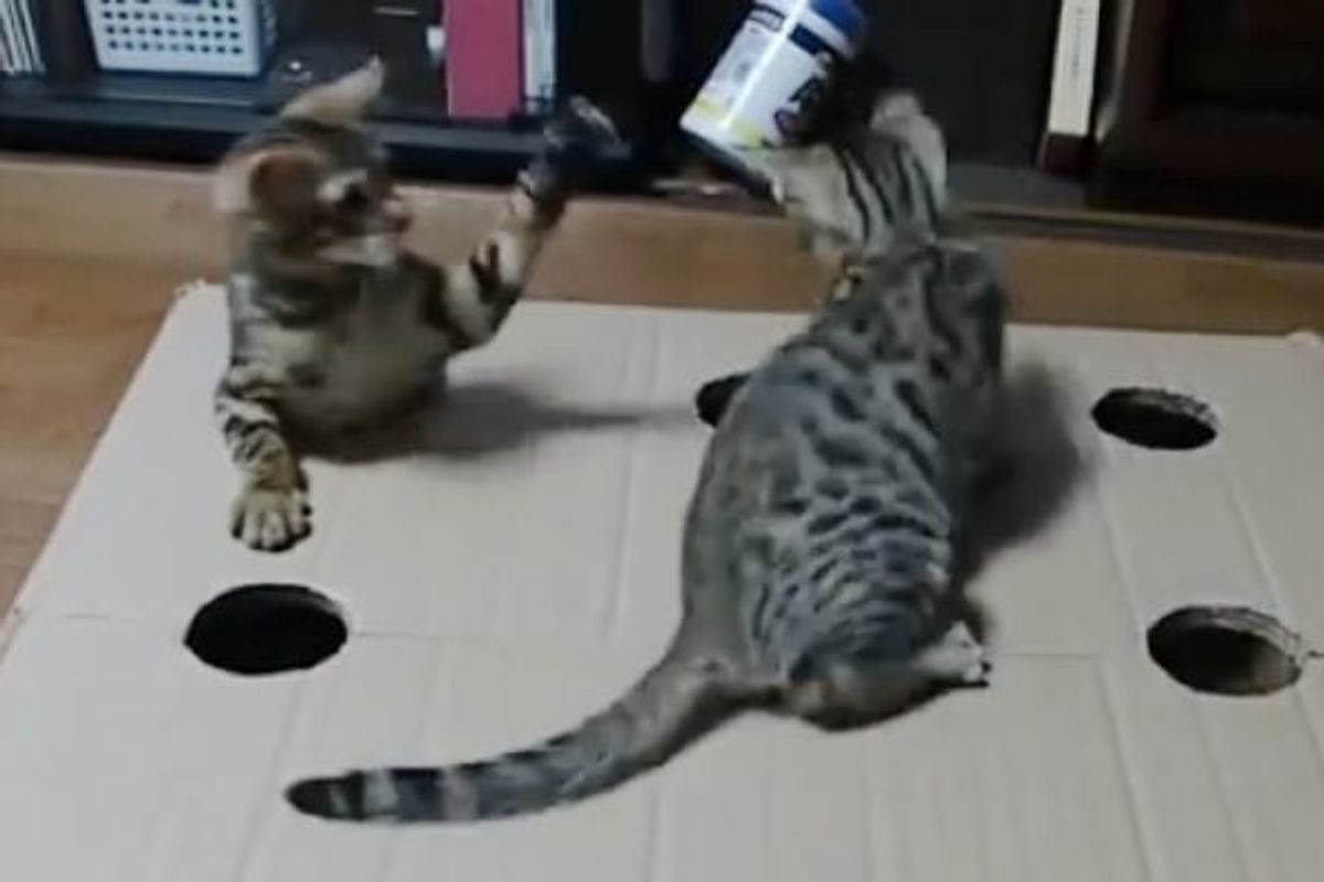 Two Kitties Having a Blast with Holey Box! I Can Watch this All Day!