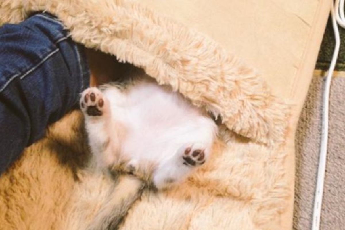 When these Kitties Discover Heated Foot Warmer...