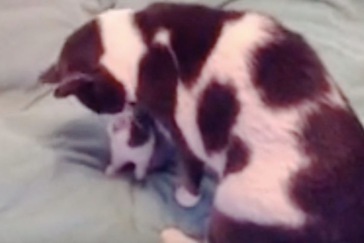 Bunny Thinks Male Cat Looks Like Her Mom