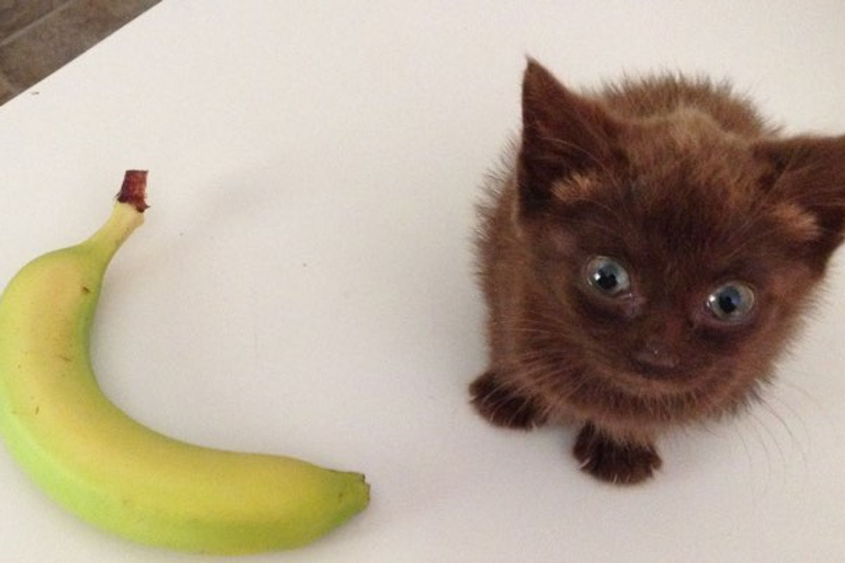 Tiny Kitten Shows Up on Porch, Meowing to Get in!