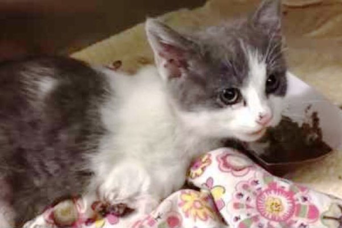 Rescue Stray Kitten Only Eats When You Pet Her