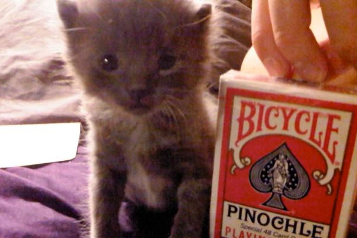 Rescue Feral Kitten Size of Deck of Cards. Now 4 Years Later..