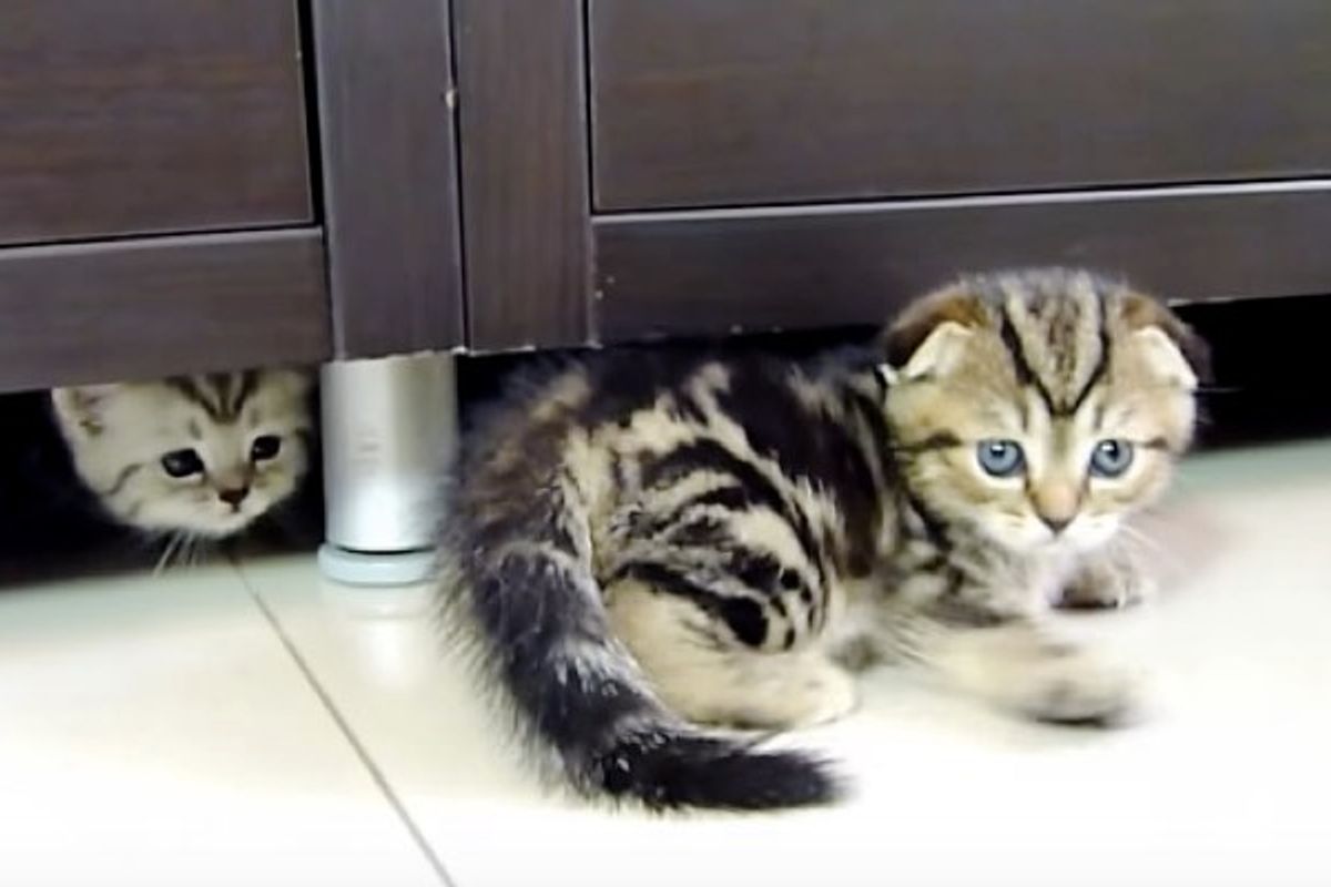 Little Scottish Fold Practicing His Ninja Moves!