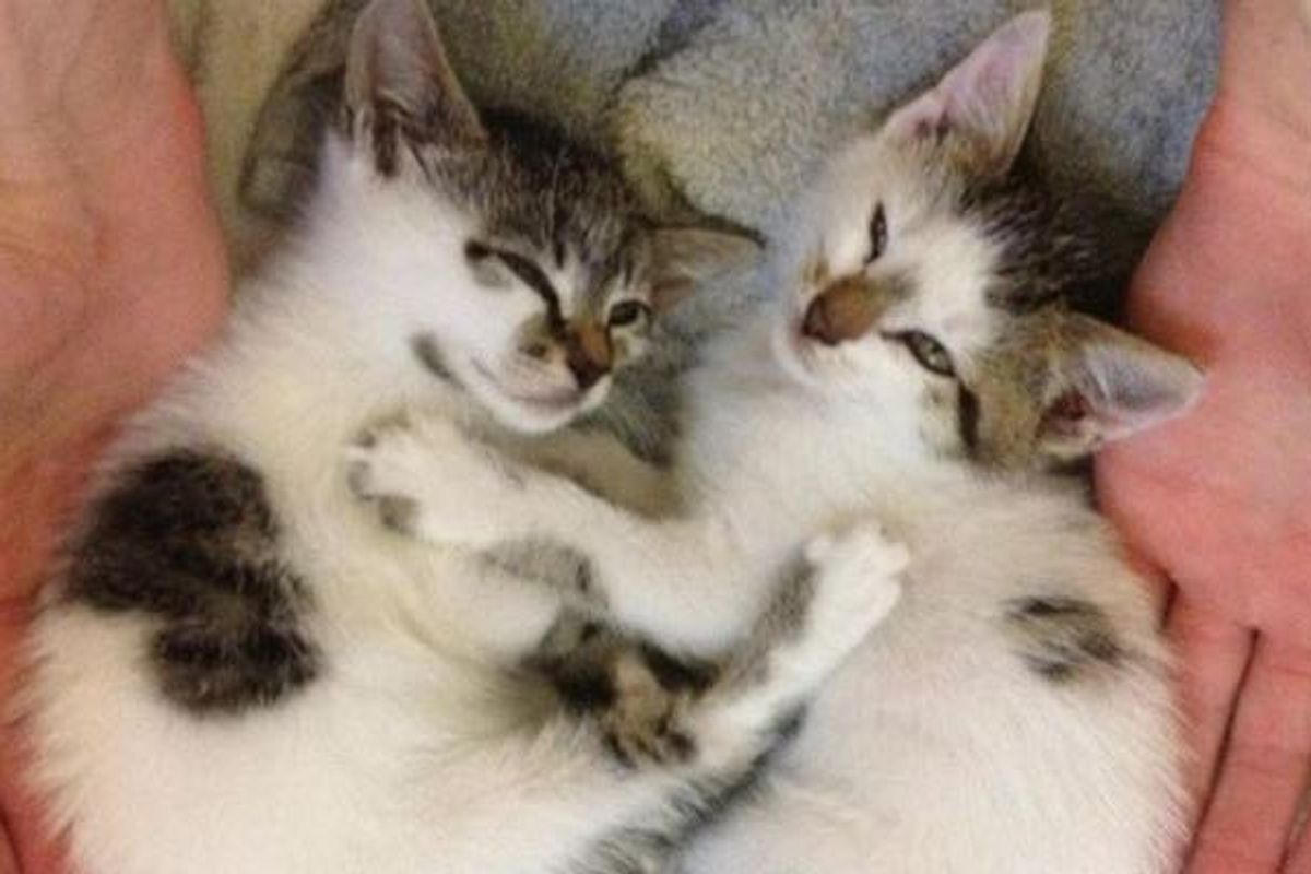 Highway Kittens Wrapped in Blanket Saved by Kindness