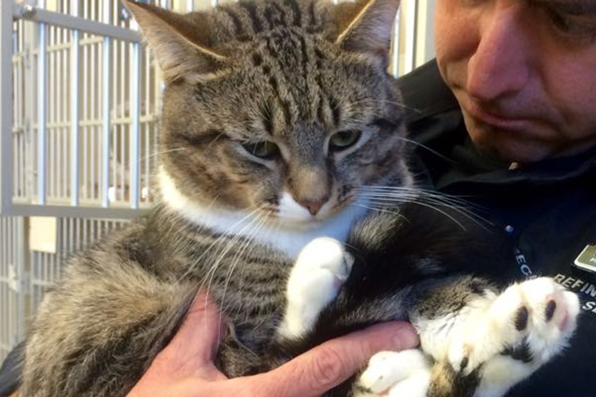 Shelter Cat with Giant Mittens Changes a Man's Life