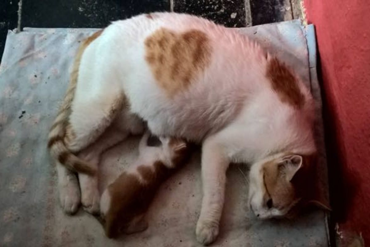 Cat Mom with Sign of Love Brought Her Kitten into Man's Heart!