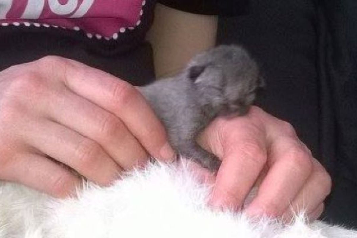 Newborn Kitten Crawling on Roadside is Saved by Love